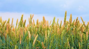 rajasthan news today teacher got harvest the crop from student on the pretext of getting good marks zrua