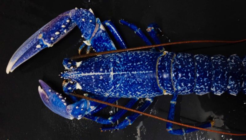 rare blue lobster caught in net fish merchant takes shocking decision which made food lovers in sad mood etj