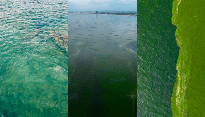 Severe plankton bloom leaves dead zone on thailands shores many mussels farms lost marine life in danger etj