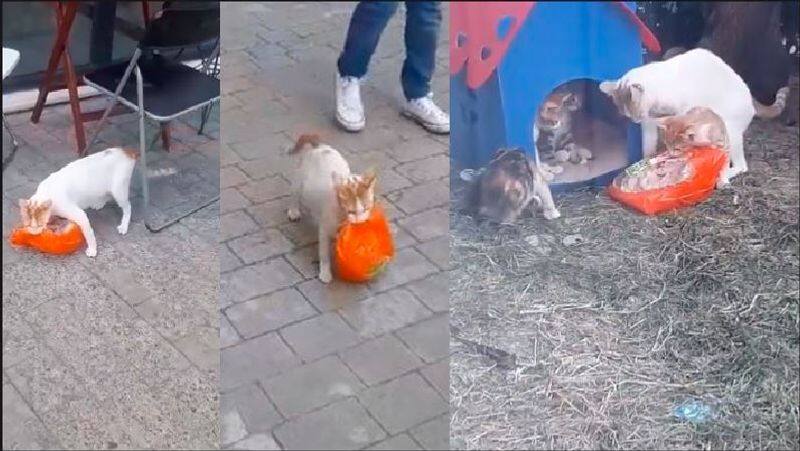 mothers love Cat drags chicken packet to kittens which were too heavy to carry video goes viral in social Media akb