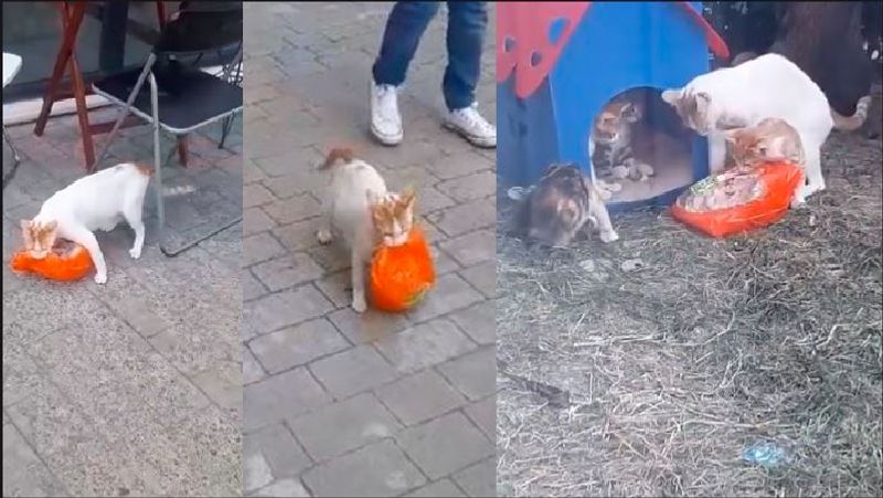 mothers love Cat drags chicken packet to kittens which were too heavy to carry video goes viral in social Media akb