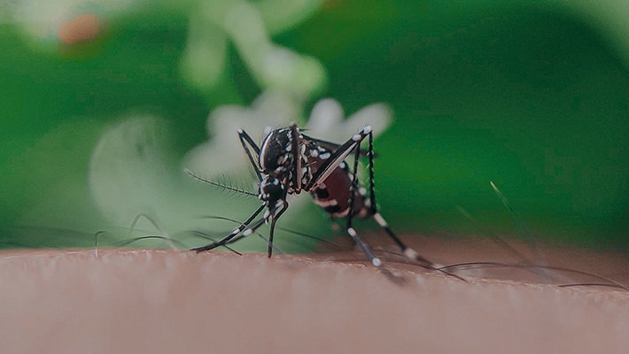 Dengue in Tamilnadu : 4-year-old girl died in Tirupathur due to dengue fever.. Rya