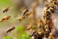 rajasthan news Bees attack people going for funeral 15 admitted to hospital zrua