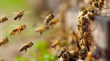 rajasthan news Bees attack people going for funeral 15 admitted to hospital zrua