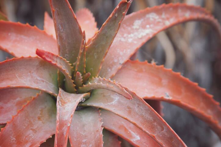 Why red aloe vera is new superpower for skin, hair, and heart health AJR