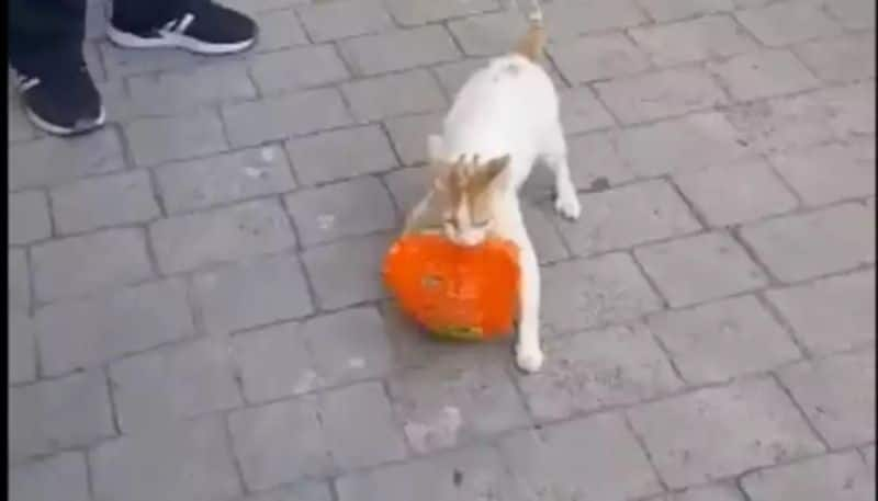 a cat has stolen chicken from supermarket then this happened hyp