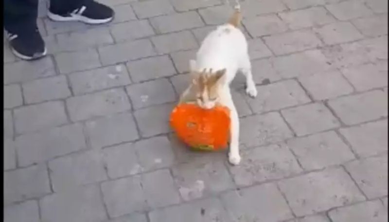 a cat has stolen chicken from supermarket then this happened hyp