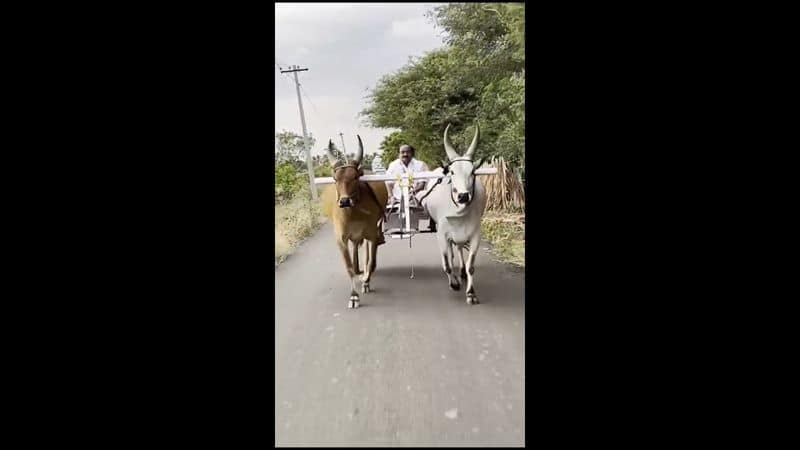 minister sakkarapani ride in cow chariot at ottanchathiram video goes viral vel