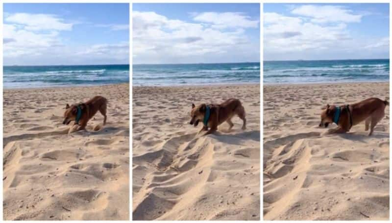 Netizens capture the happiness of the dog on the beach bkg