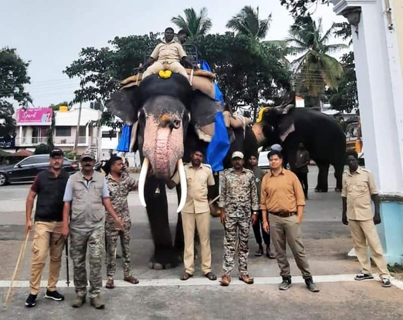 Gajapade getting ready for Dussehra Jambusavari: Bhima carrying 550 kg