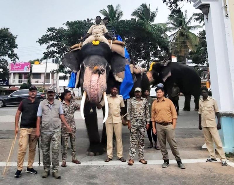 Gajapade getting ready for Dussehra Jambusavari: Bhima carrying 550 kg