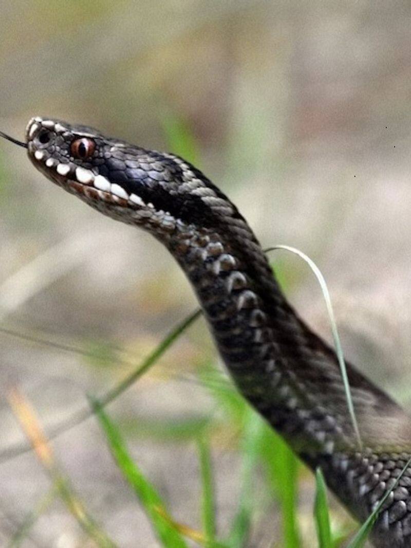 a poisonous snake rescued from bike in tirupattur district vel