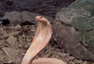 these animals are safe from snake bite know in detail zrua