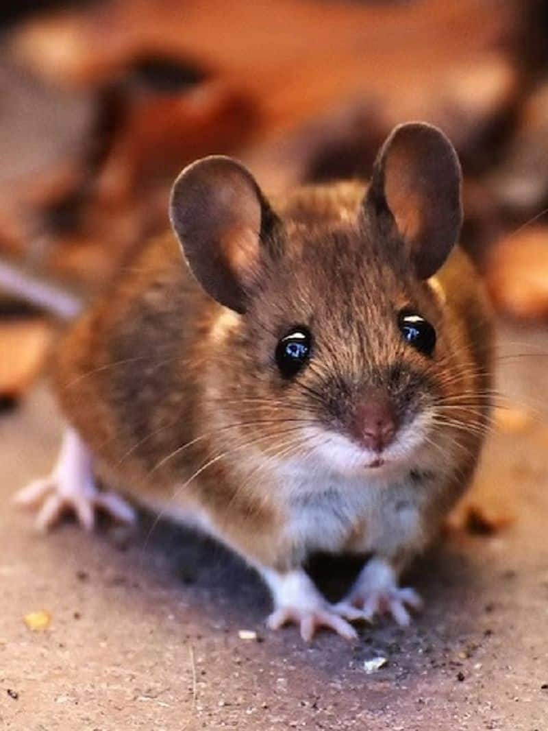 7 Smart Ways to Get Rid of Rats mma