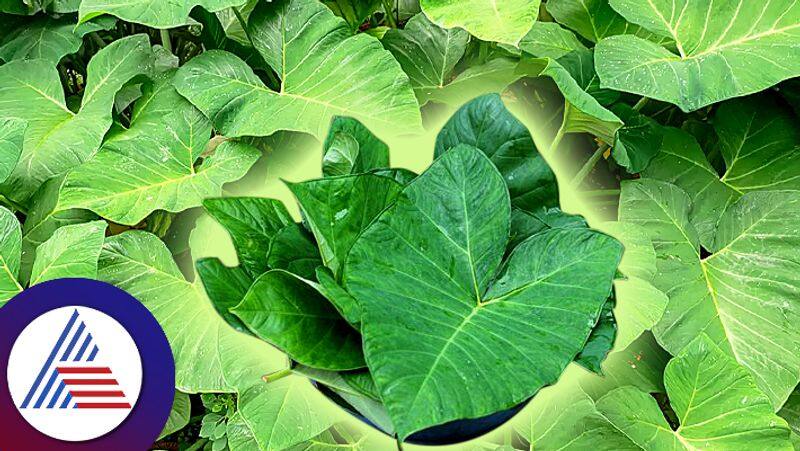 Benefits of having taro leaves rich in iron vitamins minerals pav 