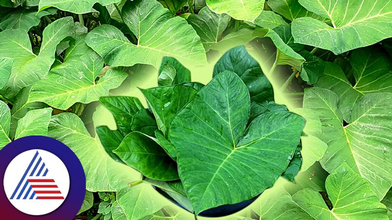 Benefits Of Arbi Leaves For Control Blood Pressure To Weight Loss roo