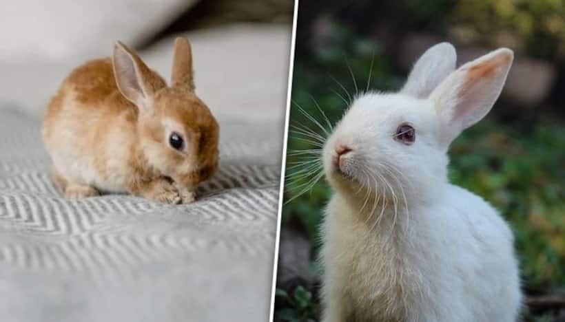 International Day of Rabbits 2023: Day, history and significance