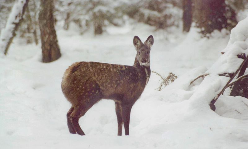 5 endangered Himalayan musk deer die in a month sgb