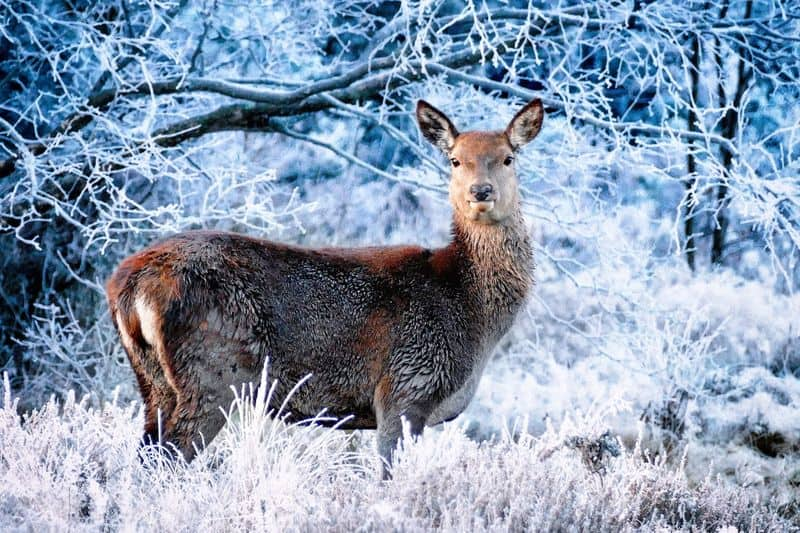 5 endangered Himalayan musk deer die in a month sgb