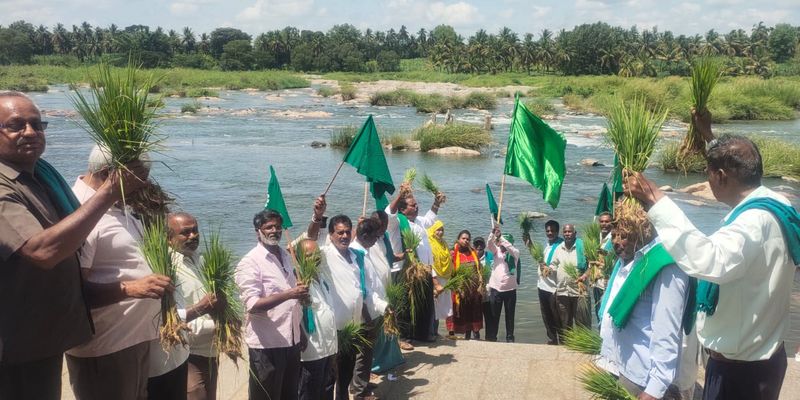 Farmers protest by uprooting the planted paddy and throwing it into the river snr