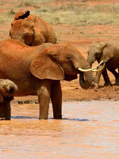 The Serengeti National Park, Tanzania