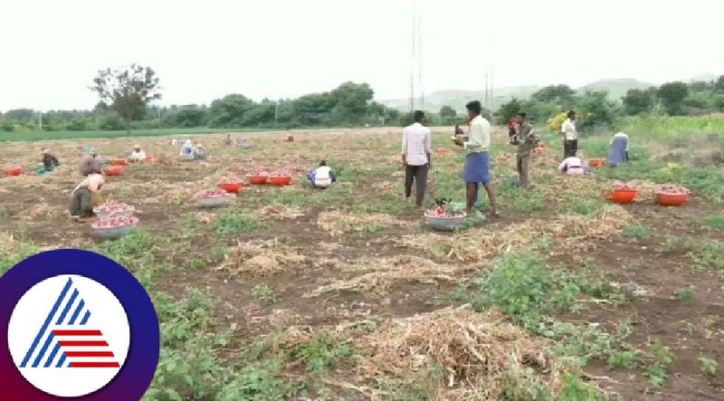 Onion prices fall farmers are tears at kotenadu chitradurga  rav