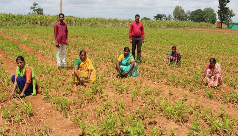 Mulberry saplings are available at Harpanahalli in Vijayanagara grg