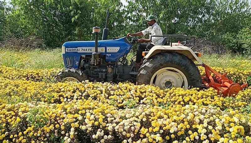 Farmer who Destroyed Plants for Flower in Hassan Due to Price Decrease grg 