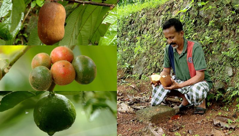 man who cultivate more than 300 variety foreign fruits in Ernakulams Koothattukulam etj