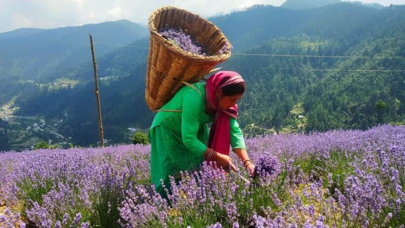 Lavender : రైతుల ఆదాయం రెట్టింపు చేస్తూ ఉపాధిని పెంచుతున్న 'లావెండర్' సాగు 