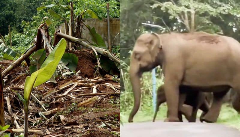 wild tusker herd raids banana farm destroying electric fence localites in fear etj