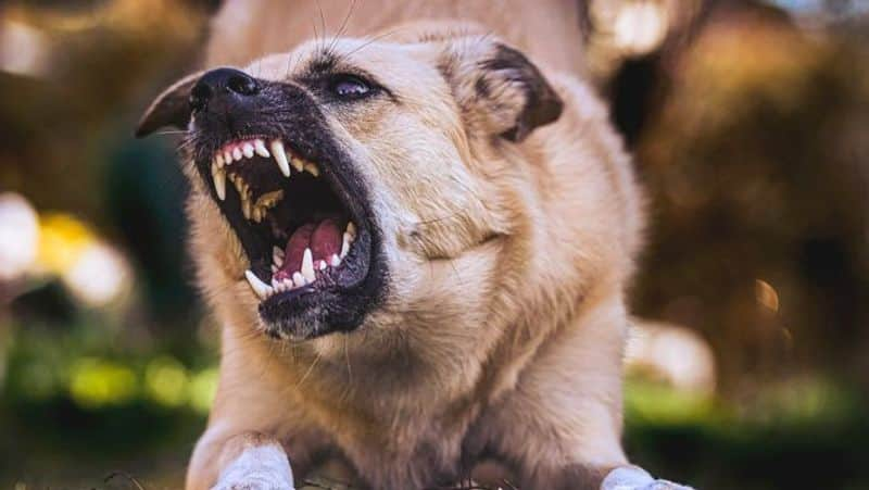 Kerala police officers are threatened by dogs dressed in khaki and trained to bite-rag