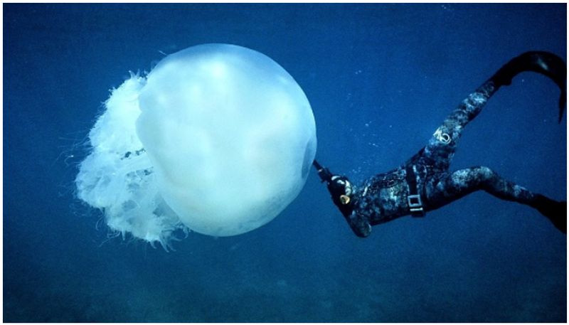 Jellyfish showcase the art of learning from mistakes with out brain, study says prm 