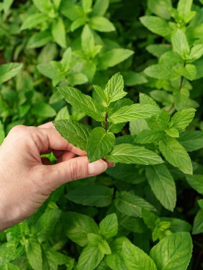 know the benefits of eating these leaves on empty stomach in morning in tamil mks