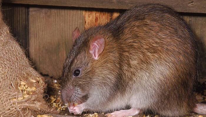 police arrested rat for destroying seized liquor in Rat Madhya Pradesh - bsb