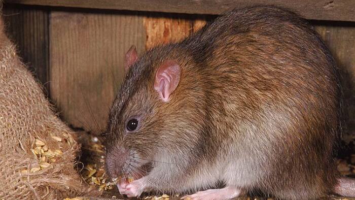 rat demo pic 