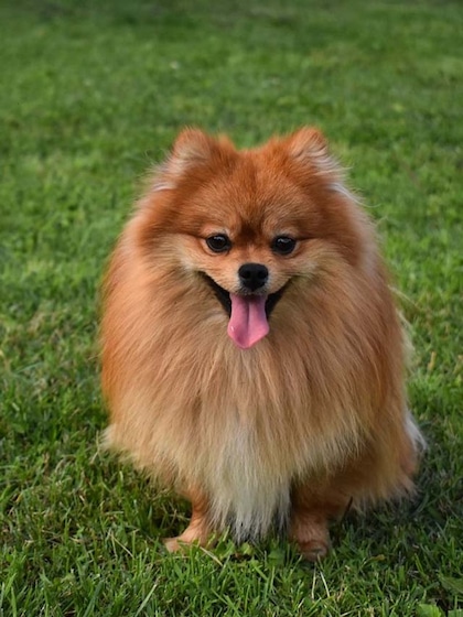 Indian Spitz