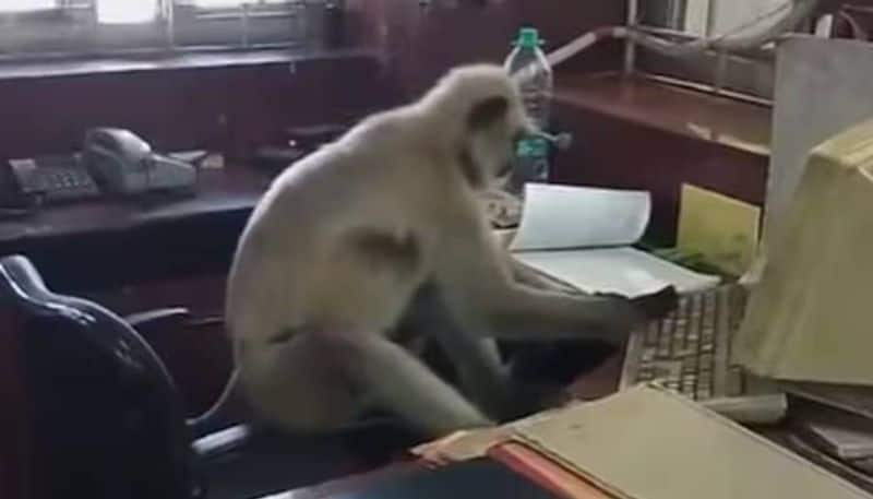 monkey typing in computer viral video rlp