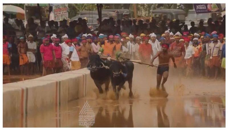 Coastal region Kambala in bengaluru on november nbn