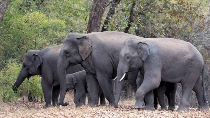 group of forest elephants roaming at tenkasi district vel