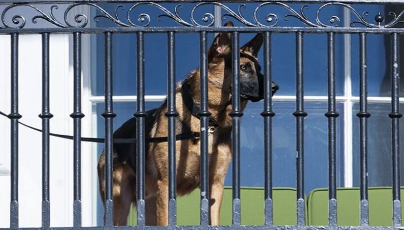 Commander, Joe Biden's canine, strikes again: Bites secret service agent, 11th incident this year