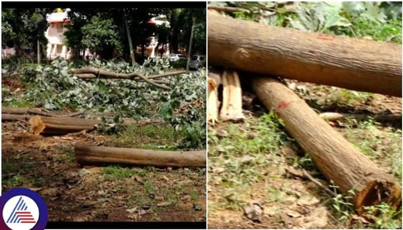 Jaleel cut down 28 trees of Tumkur Hemavathi office premises sat