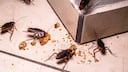 Cockroaches Control Tips: ఇలా చేస్తే.. ఇంట్లో ఒక్క బొద్దింక కూడా ఉండదు!