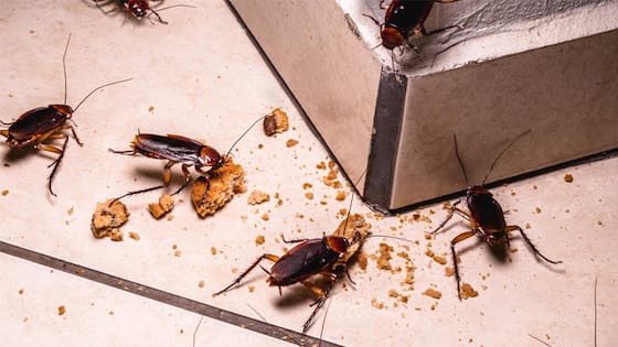 Cockroaches Control Tips: ఇలా చేస్తే.. ఇంట్లో ఒక్క బొద్దింక కూడా ఉండదు!
