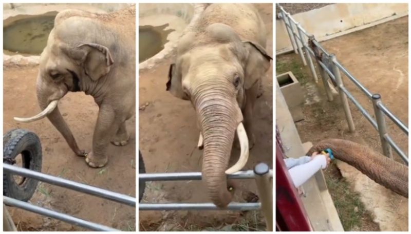 video of elephant taking the childs shoe with his trunk has gone viral bkg