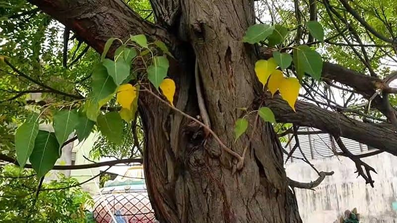 A peepal tree growing on a neem tree in Kumbakonam vel