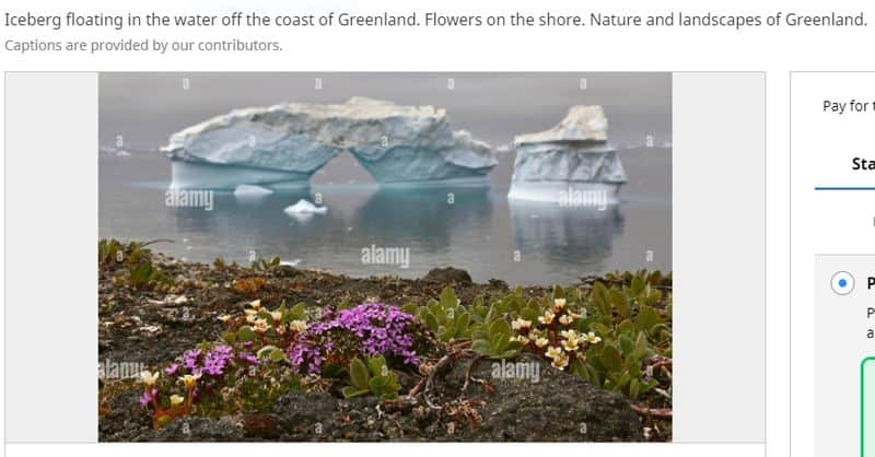 Photo shows flowers blooming in Antarctica but image is from Greenland jje