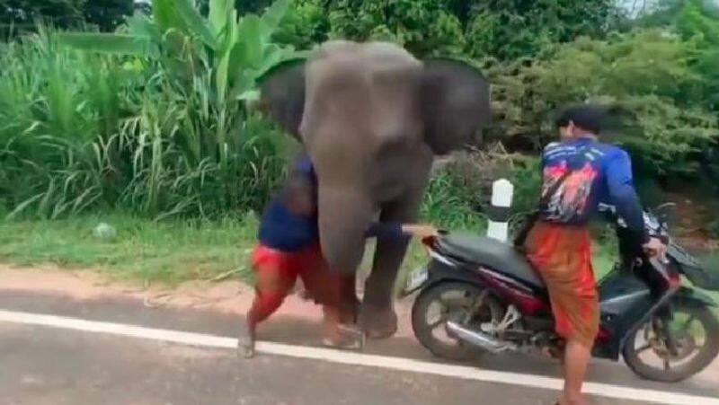 An elephant stopped the bike of the owner who was leaving him emotional video viral akb