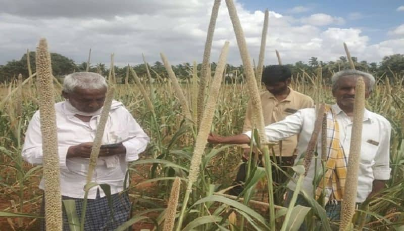 Farmers Turkey Sorghum Crop Grow Up at Kudligi in Vijayanagara grg