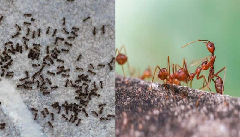 What is meaning of Black ants and red ants coming inside house vastu benefits ans